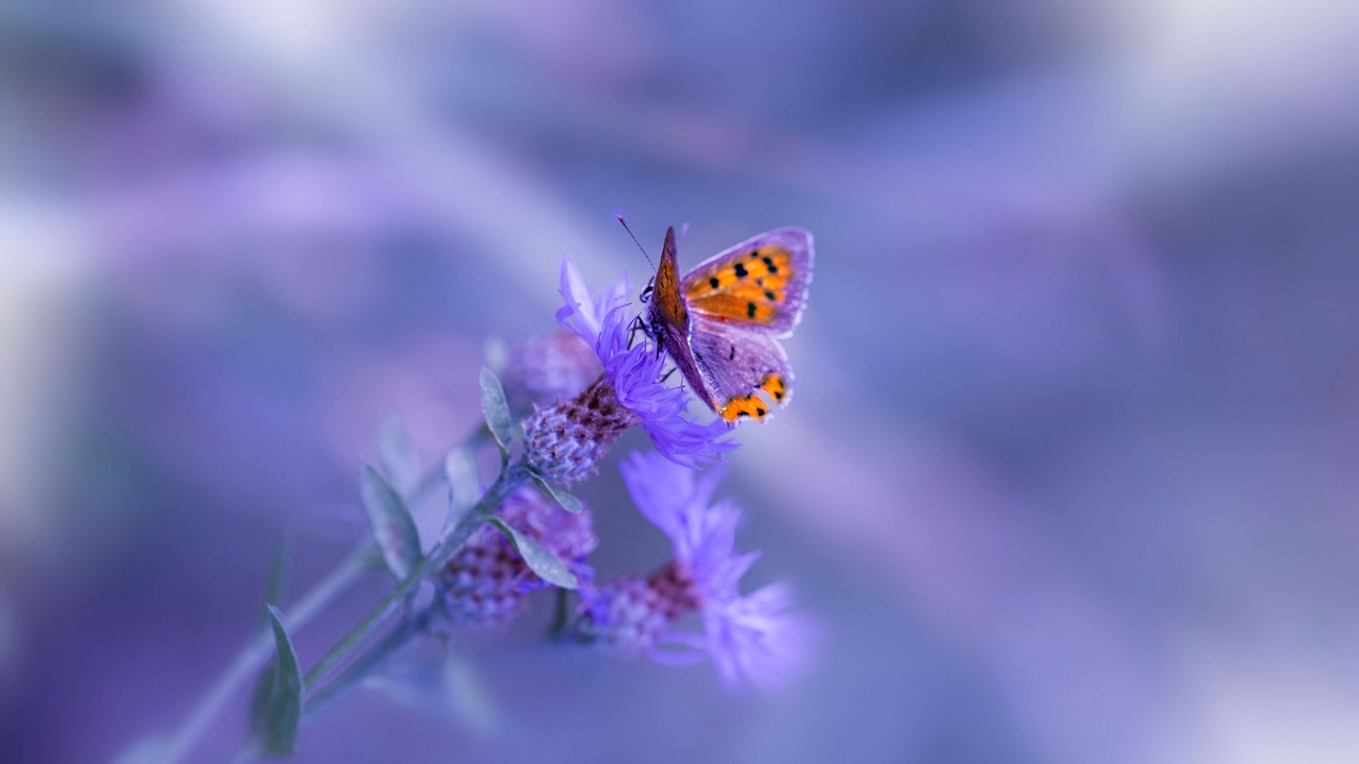 职业联赛薪酬体系不合理，职业联赛薪酬体系不合理的表现