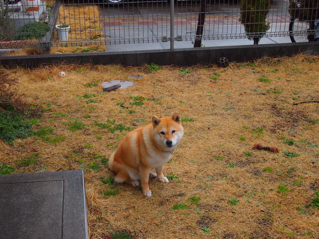 篮球专项体能训练技术创新与应用案例分享,篮球体能训练文献综述