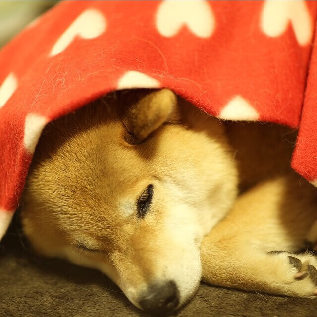 中国男篮全力冲刺赛季冠军，中国男篮全力冲刺赛季冠军是谁