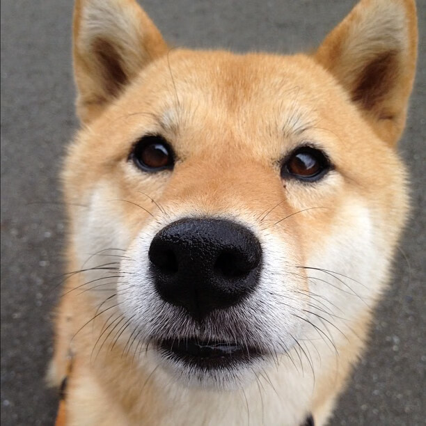 乒乓球混合团体世界杯2024赛制变动揭秘,乒乓世界杯团体赛出场顺序